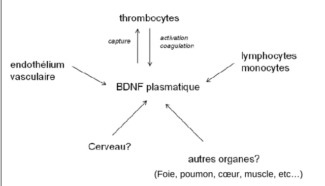 Figure 6 : Sources cellulaires du BDNF circulant 