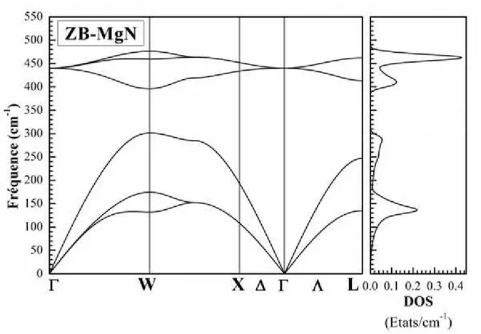 Fig. IV.4: Le spectre de phonons  et la densité d'états de phonons totale du composé MgN dans la phase ZB  calculés en utilisant GGA-PBEsol