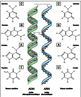 Figure 1. Représentation schématique de la double hélice d'ADN et d'un brin d'ARN,   et les différents nucléotides les composant