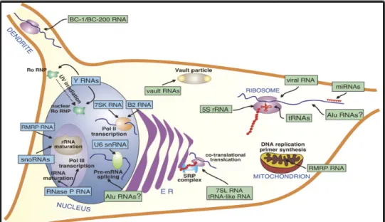 Figure  7.  Le  transcriptome  PolIII  (d'après  Dieci  et  al.,  2007).  Les  transcrits  PolIII  agissant  au  niveau  du  noyau  et  du  cytoplasme  sont  respectivement  en  bleu  et  en  vert