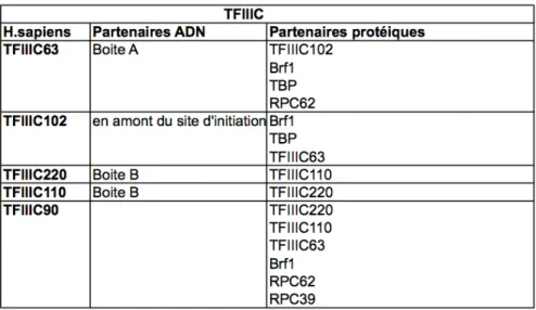 Figure 10. Les sous-unités du facteur de transcription TFIIIC. TFIIIC est composé des  5 sous-unités TFIIIC220, TFIIIC110, TFIIIC102, TFIIIC90 et TFIIIC63 