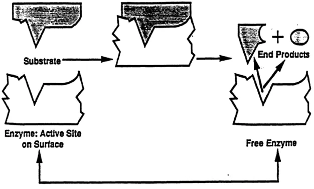 Figure 3-2  Enzyme  Reactions  as  &#34;Lock and Key&#34;  (Nyer,  1992)