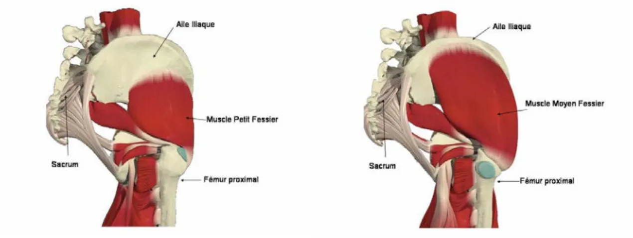 Figure 1-6:Muscle grand fessier (Vue latérale)            Figure 1-7:Muscle tenseur du fascia lata 