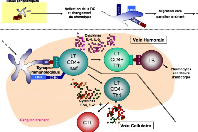 Figure  5:  Réponses  à  médiation  cellulaire  et  humorale.  Dans  les  tissus  périphériques,  la  CD  est  activée  par  la  rencontre  avec  des  agents  pathogènes