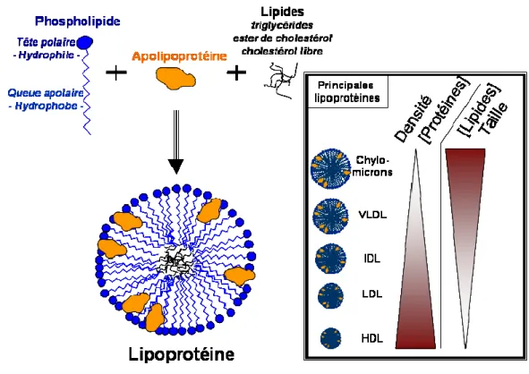 Figure  12:  Caractéristiques  structurales  et  biochimiques  des  lipoprotéines.  Les  lipoprotéines  sont  constituées  d’un  cœur  hydrophobe  riche  en  lipides  et  d’une  couche  externe  de  phospholipides  amphiphiles