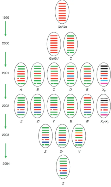 Figure 2 : Génotypes des virus A(H5N1) isolés en Asie entre 1999 et 2004. Les huit segments  de gènes sont représentés par des barres horizontales (PB2, PB1, PA, HA, NP, NA, M et NS) dont  la couleur représente le lignage d’origine