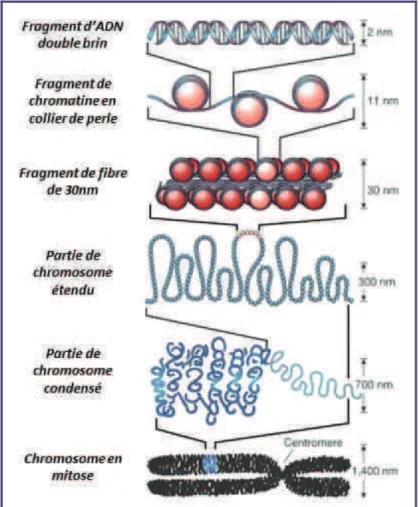 Figure 10 : Organisation de la chromatine dans le noyau des cellules eucaryotes. 