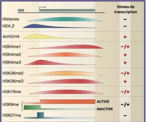 Figure 15 : Modifications des histones sur la phase codante des gènes au cours de la  transcription 