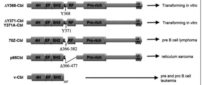 Figure 05 : Mutation de la protéine Cbl dans la région RING  