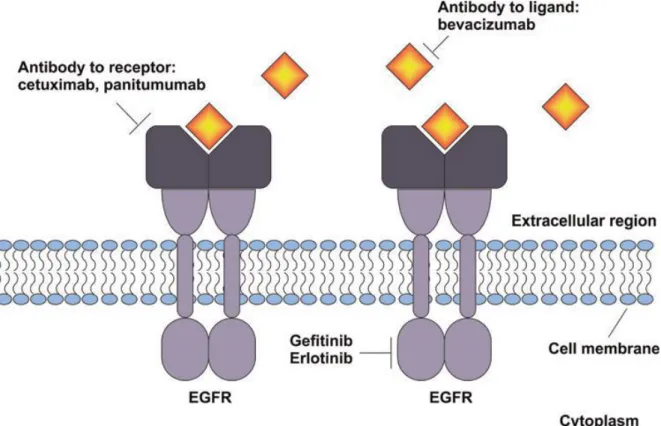 Figure  10  :  Les  inhibiteurs  d’EGFR  présentent  une  action  extracellulaire  (anticorps  monoclonaux  :  cétuximab  et  panitumumab)  ou  intracellulaire  (inhibiteurs  de  tyrosine  kinase  :  géfitinib et erlotinib)