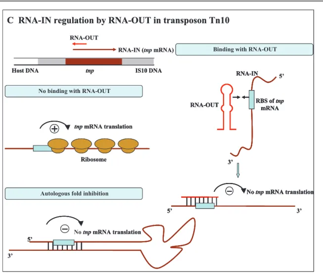 Figure 1-1 Regulation mechanism of plasmid-encoded antisense sRNAs (adapted from  Wagner  et al., 1994)