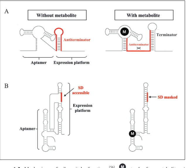 Figure 1-2 Mechanism of riboswitch function  [56] M M stands for metabolite. (A) Transcription termination induced by metabolite binding, i.e