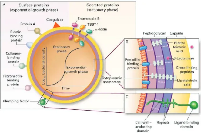 Figure 1-5 Structure of S. aureus [101] . A. Surface proteins and secreted proteins: surface  proteins (also called cell wall-associated proteins) are expressed in early exponential phase  whereas the synthesis of secreted proteins (also called exoproteins