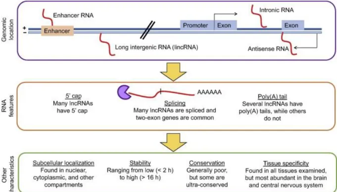 Figure 3: Différentes étapes de la biogénèse des lncARNs et principales caractéristiques