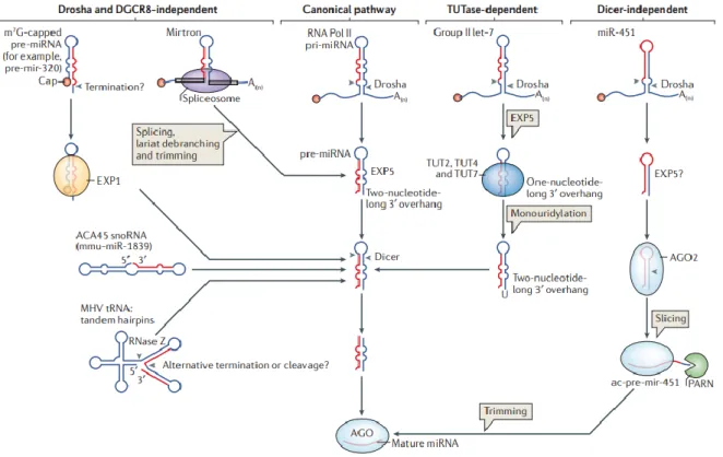 Figure 14 : Voies de maturation des microARNs dépendantes et indépendantes des facteurs  protéiques DROSHA, DGCR8 et DICER