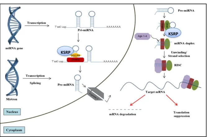 Figure 18 : Implication de KSRP au niveau nucléaire et cytoplasmique dans la maturation des  microARNs