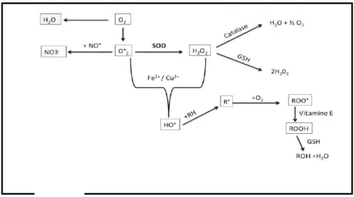 Figure 19: Schéma de défenses antioxydantes enzymatiques  Les antioxydants non-enzymatiques 