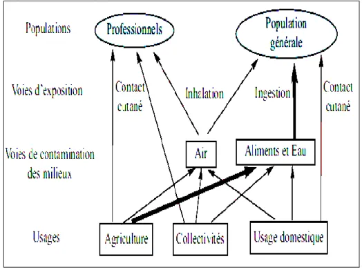 Figure 8: Voies de contamination des milieux et d’exposition de la population aux pesticides   (Grange, 2008) 
