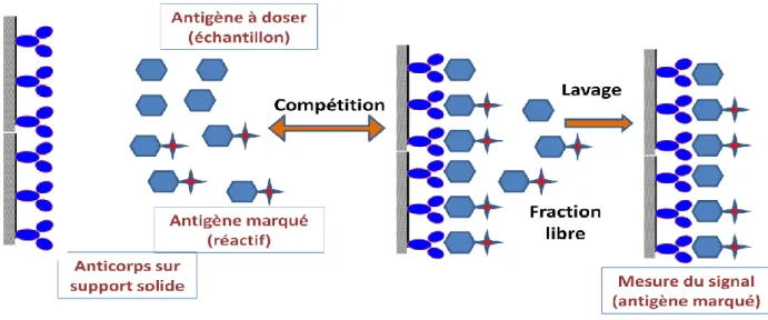 Figure 12: principe d’un dosage par compétition en phase hétérogène (Chomard, 2001). 