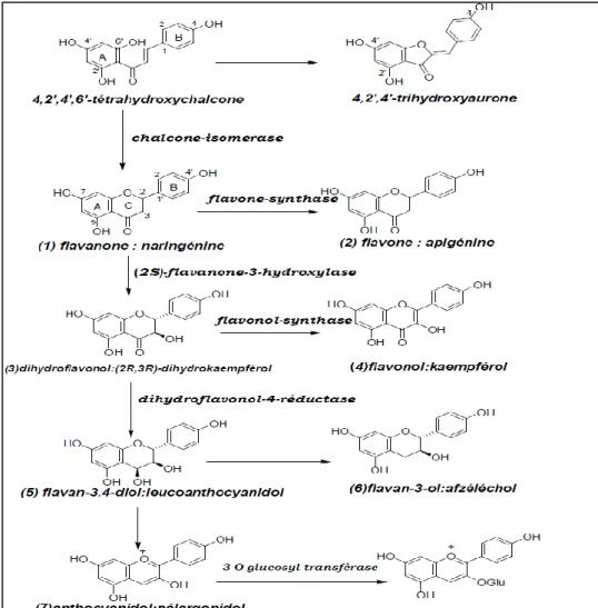 Figure 21 : Biosynthèse des flavonoïdes (Bruneton 1999) 