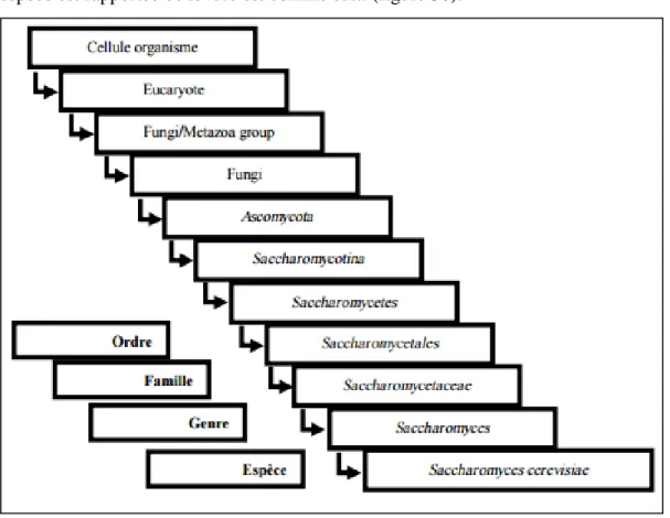 Figure 30 : Hiérarchie taxonomique de S. cerevisiae  selon Nguyen, 2016 