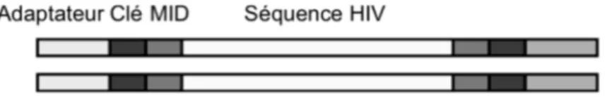 Figure 1 : Schéma représentant un amplicon avec les séquences adaptateur, clé et MID 