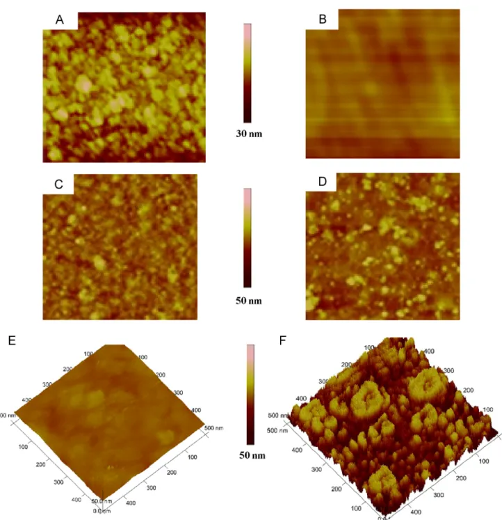 Fig. 3. Topographic images (5 mm 5 mm) obtained with AFM in tapping mode for SiO 2 and TiO 2 surfaces comparison