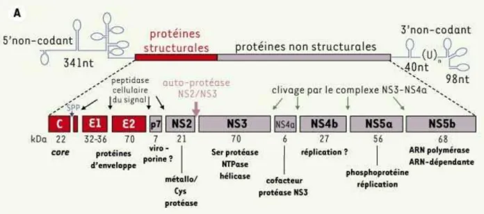 Figure 7: Représentation schématique de l’organisation génomique et protéique du  HCV    Le  génome  du  HCV  code  pour  une  polyprotéine.  Cette région  codante est  encadrée  en  5’ par  une  séquence  non codante, contenant un site d’entrée du ribosom