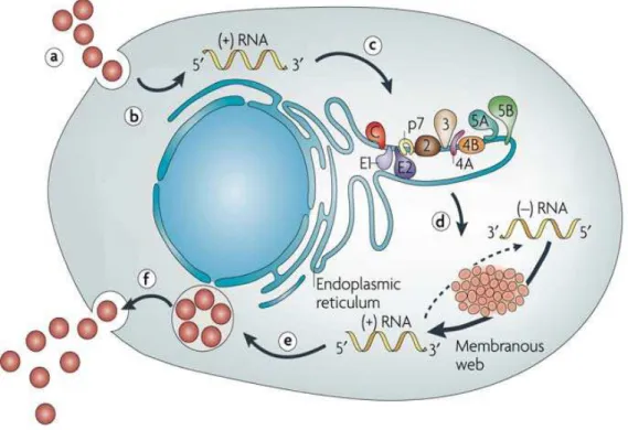 Figure 12: Représentation schématique du cycle de réplication du HCV [Moradpour  et al., 2007].  