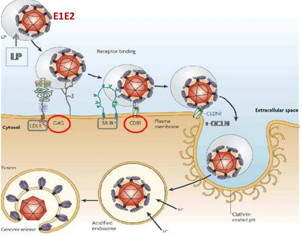 Figure 13: Modèle de l’entrée du HCV [Moradpour et al., 2007]. 