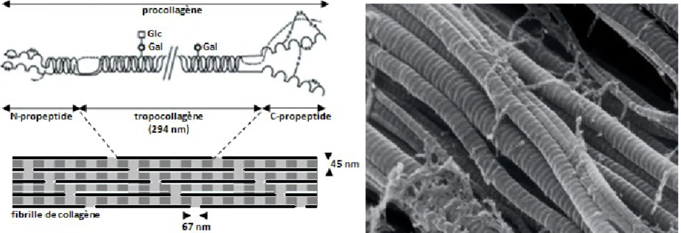 Figure 5. Maturation et agencement des molécules de collagène de type I. 