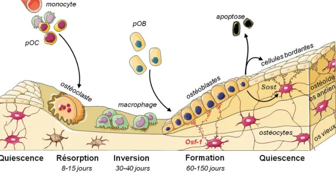 Figure 10. Représentation du processus de remodelage osseux et de son contrôle par les ostéocytes