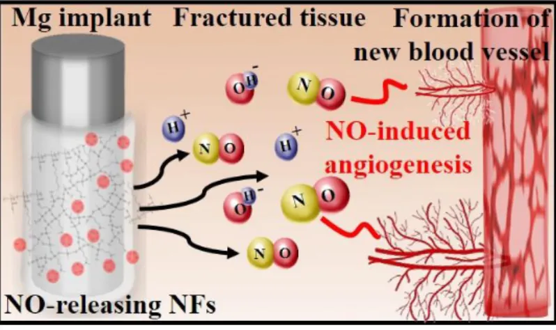 Figure  2.  Schematic  illustration  of  Mg  implant  coated  with  NO-releasing  nanofibers  (NFs)  and NO-induced angiogenesis in the fractured tissue near the implant