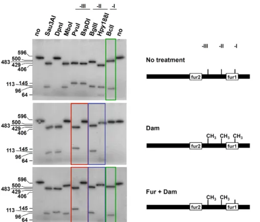 Figure 4. Fur protects GATC-I from methylation in vitro . A radiolabeled PCR product corresponding to the 596-bp sci1 promoter was digested by the restriction enzymes indicated on top (no, no digestion)