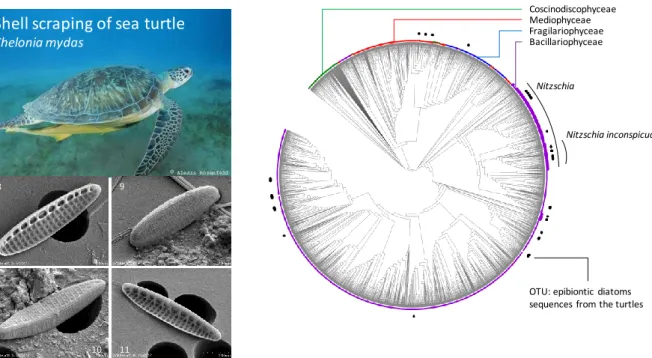 Figure 6 : Séquençage haut-débit de biofilms issus de carapaces de tortues (Mayotte, N’Gouja,  oct