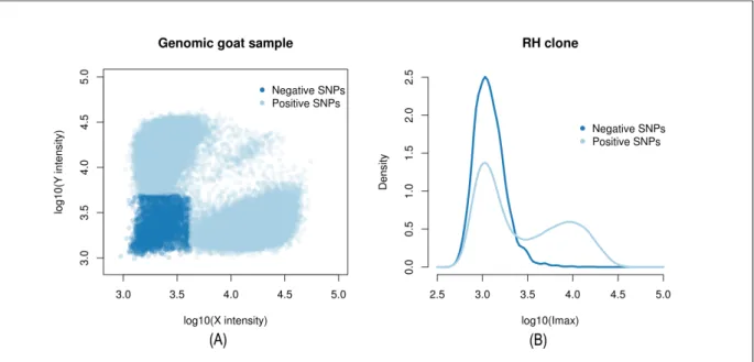 Figure 1.5 : Principe de l’imputation de génotypes dans le panel RH chèvre. A gauche : Un échan- échan-tillon d’ADN génomique de chèvre est génotypé sur une puce d’une autre espèce (ici : le mouton).