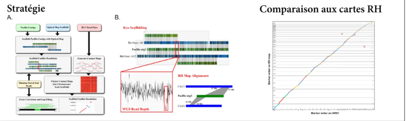 Figure 1.6 : Stratégie pour la création d’un nouvel assemblage du génome de la chèvre et compa- compa-raison avec les cartes RH