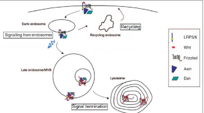 Figure 39: Endocytosis of Wnt receptors can lead to signal transduction / recycling or signal  termination depending on context (Gagliardi et al 2008) 