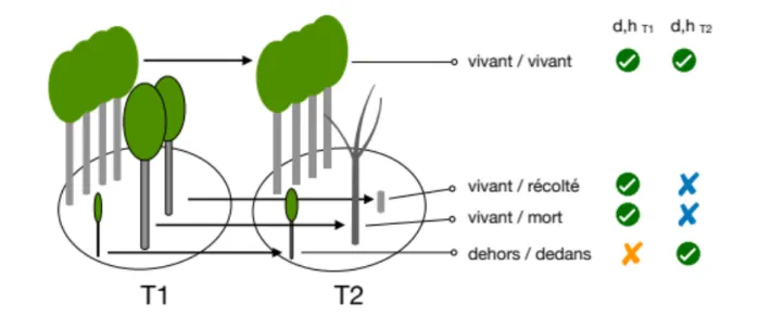 Figure  6.  Schéma  illustrant  les  différentes  situations  rencontrées  lors  d’une  comparaison  d’inventaire,  et  soulignant la nécessité de modélisation pour les arbres n’ayant pu être mesurés qu’à une seule occasion