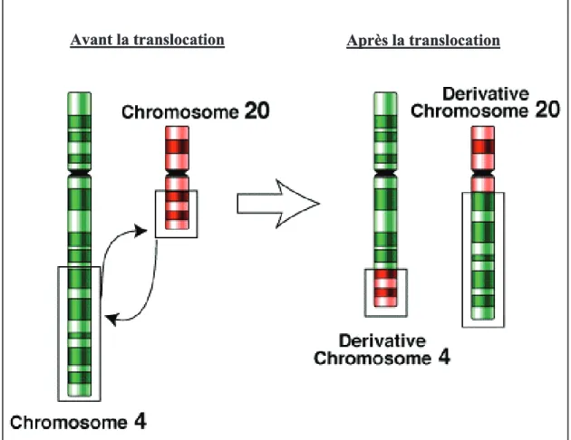 Figure  6  :  Principe  des  translocations  réciproques  :  cassure  et  échange  de  segments  chromosomiques entre 2 chromosomes non homologues  