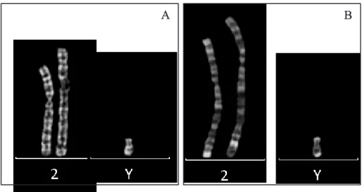 Figure 14 : Représentation des chromosomes Y et 2 et des dérivés Y et 2 de la translocation  t(Y;2) en bandes G (A) et R (B) 
