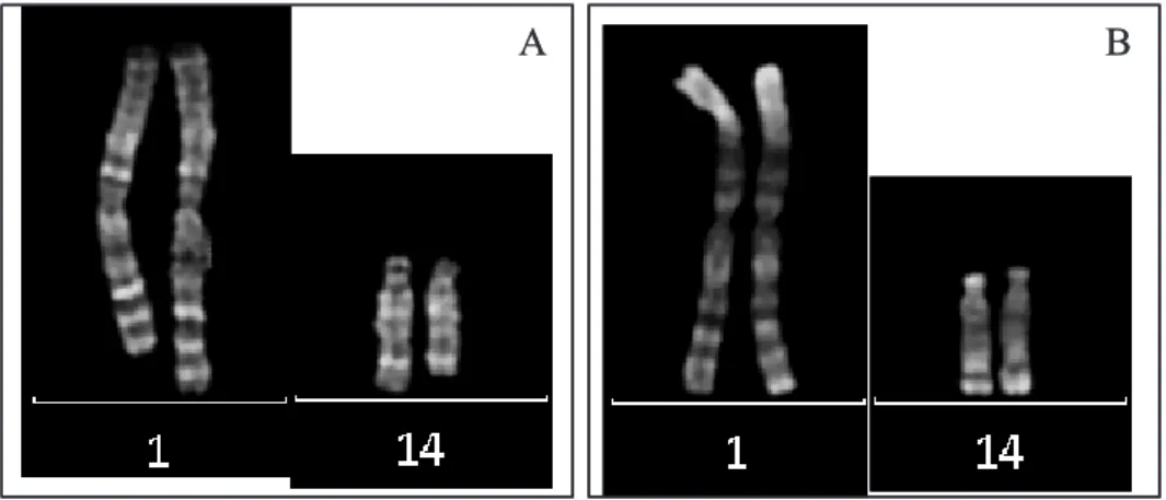 Figure 17 : Représentation des chromosomes 1 et 14 et des dérivés 1 et 14 de la translocation 