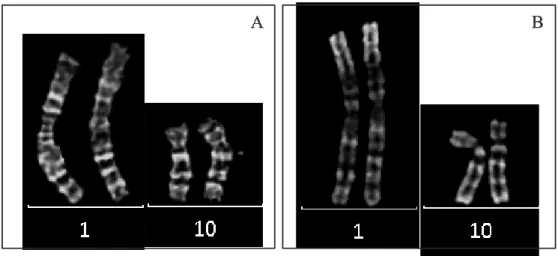 Figure 21 : Représentation des chromosomes 1 et 10 et des dérivés 1 et 10 de la translocation  t(1;10) en bandes G (A) et R (B) 