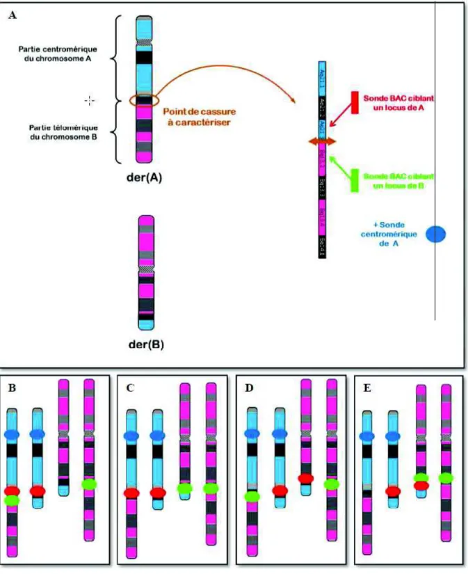 Figure  24  :  Principe  de  la  marche  sur  le  chromosome  et  interprétation  des  signaux  FISH  (d’après Gatinois V