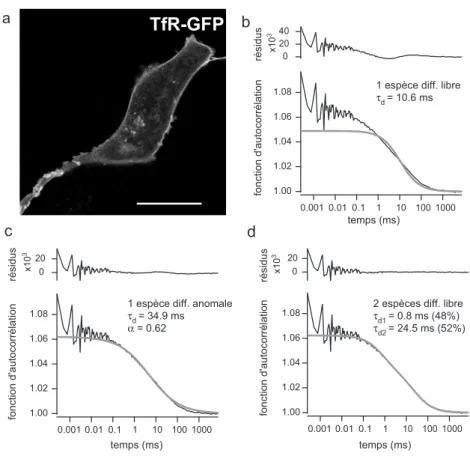 Fig. 3.3 – Différents modèles de diffusion sont testés pour ajuster une ACF obtenue pour TfR-GFP.