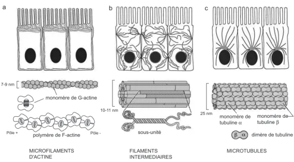 Fig. 1.14 – Représentation schématique de l’architecture du cytosquelette de cellules épi- épi-théliales.