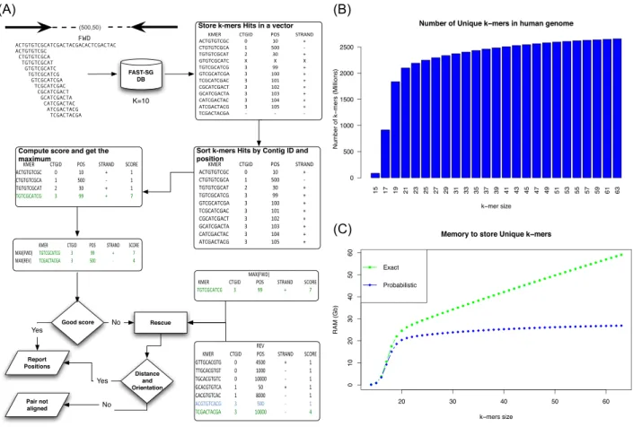 Figure 1: (A) Overview of the Fast-SG algorithm. (B) Number of unique k-mers (y-axis) in the human genome GRCh38.p10 as a function of the k-mer size (x-axis)