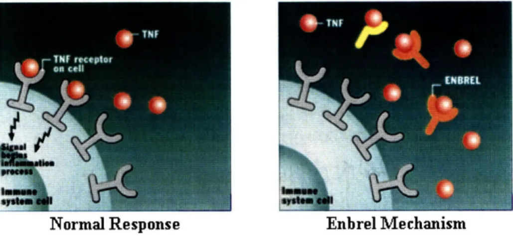 Figure 2:  &lt;Mechanism  of Action for Enbrel@ and Other TNF-blockers&gt;