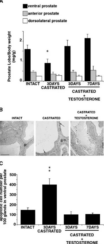 Fig. 1. Effects of castration and testosterone supplementation in adult rats on prostate weight and apoptotic cell death