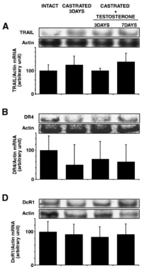 Fig. 4. Effect of castration and testosterone supplementation on TRAIL and TRAIL-receptor mRNAs expression in the rat ventral prostate